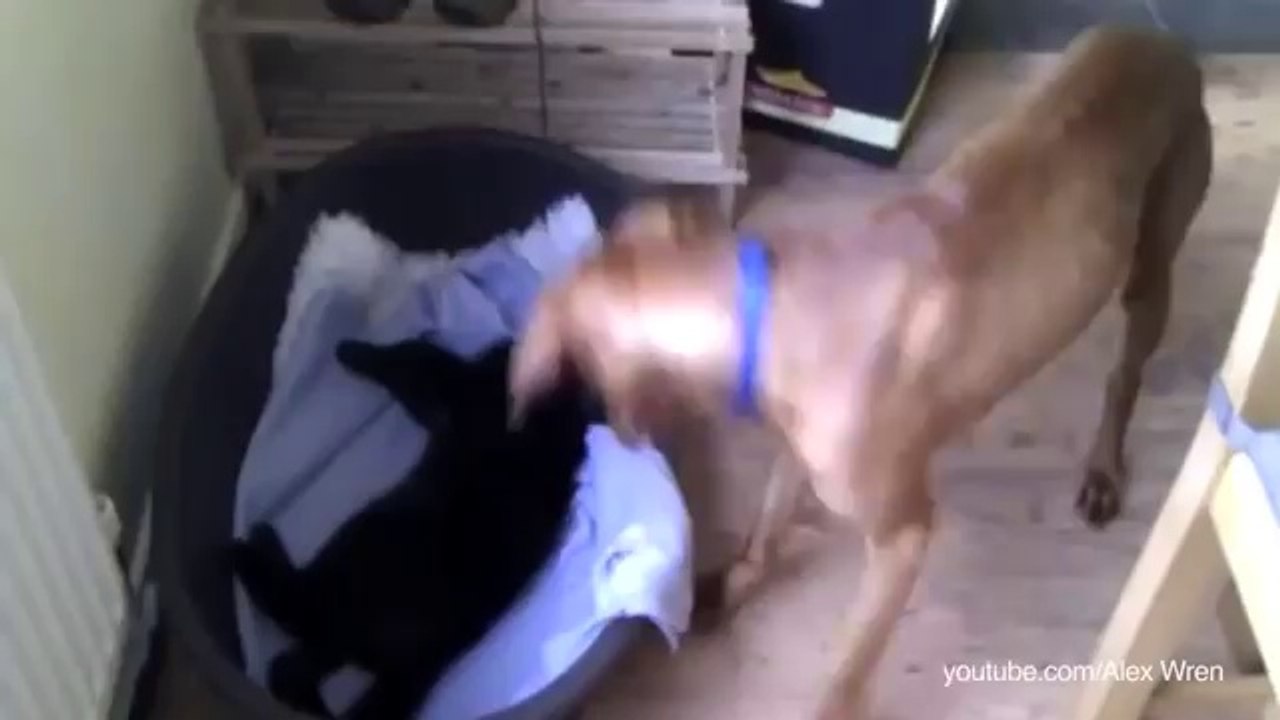 Katzen klauen das Bett vom Hund - www.wegschmeiss.de