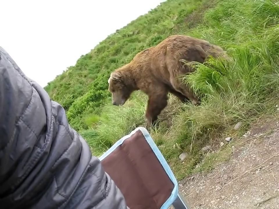 Médiapart L'Homme qui a vu l'homme qui a vu l'ours. Ne riez pas c'est possible...
