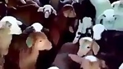 A Group Of Sheep Respond In Unison When A Man Speaks