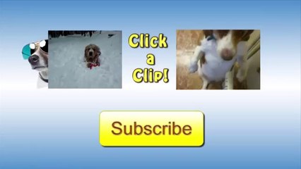 Puppy Vs. Bag Of Marbles