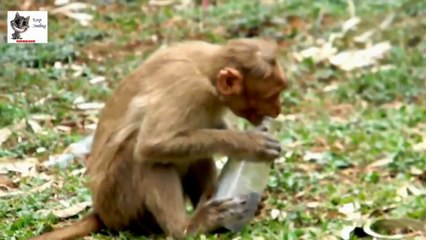 Funny & Clever Monkeys Compilation 2014