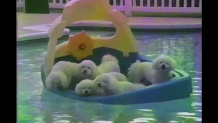 Poodles Are Awesome Compilation