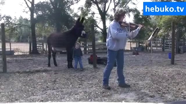 keman eşliğinde şarkı söyleyen detone eşek - çok tatlı :)