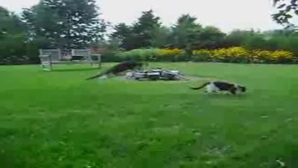 Funny Animals Compilation _NEW APRIL 2014_