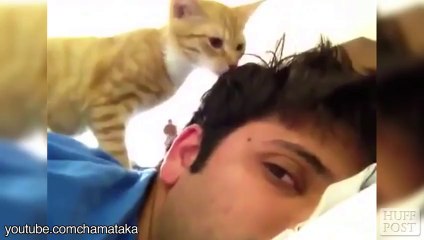 Kedilerin Sahiplerini Uyandırma Sanatı