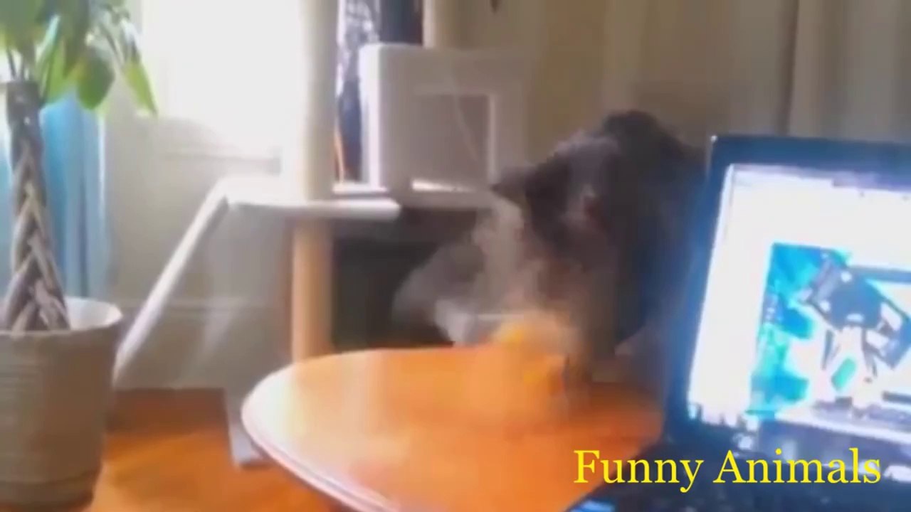 FUNNY ANIMALS (JUNE 2014)