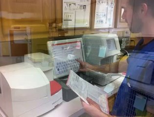 Veterinarian in Lexington Ky