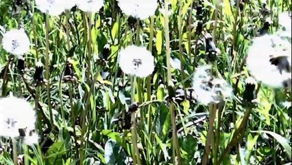 Born indian Dance Rolyams Feat. Oxyde