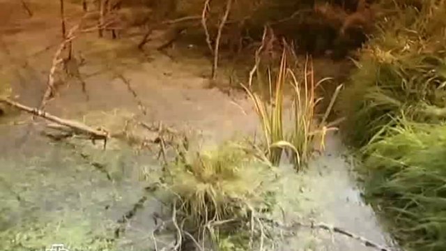 6 фильм. «Тверская область. Чудовище по-соседству» [ 19.02.2011 ]