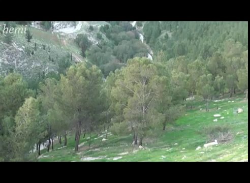 Bisare ceto-Mihemed Arif