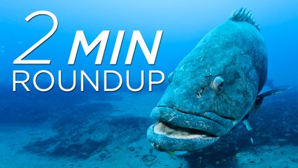 Marine sanctuaries, shark hoaxes & an epic elephant lost