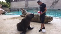 Watson, l'otarie vedette du zoo d'Amnéville, pronostique la victoire de la France contre la Suisse au Mondial 2014.