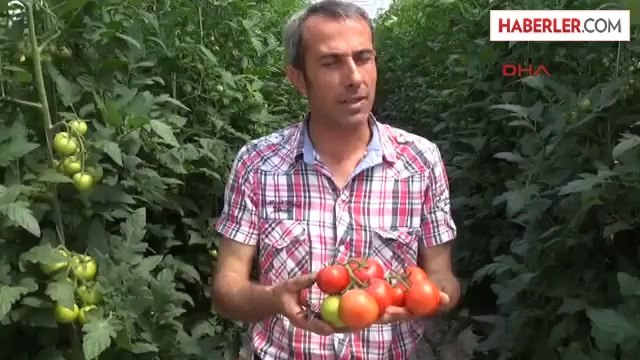 Kadokya'da Topraksız, Hormonsuz Domates Üretiliyor
