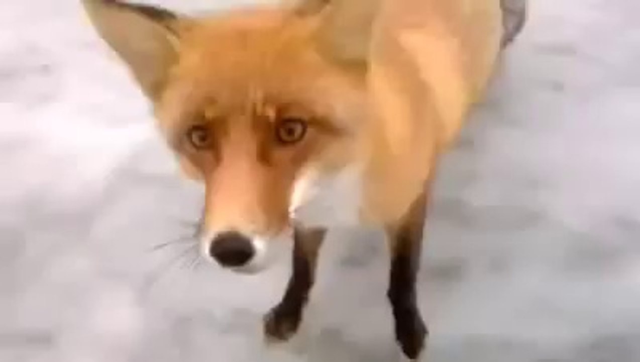 Meanwhile in Russia - Wild fox came to fisherman on frozen lake