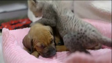 Un chiot et un bébé guépard accueillis par un zoo américain