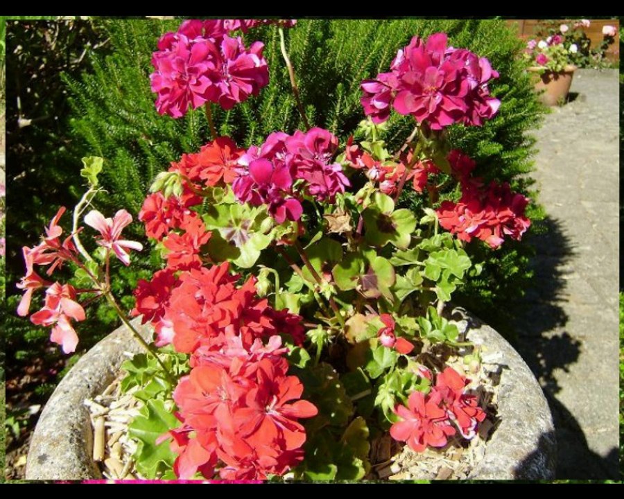 2014 (juin)  Diaporama Fleurs de notre jardin