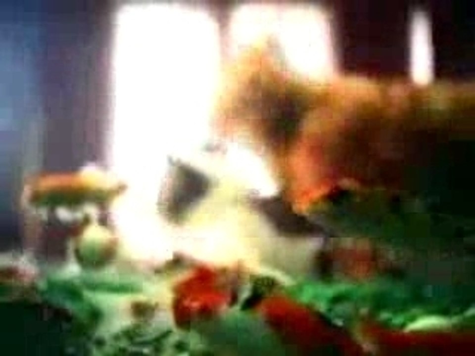 Peta-bad-cats