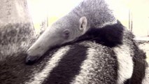 Giant Anteater and her Baby