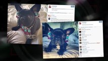PETA Isn't Happy About Lady Gaga's Fashionable Dog
