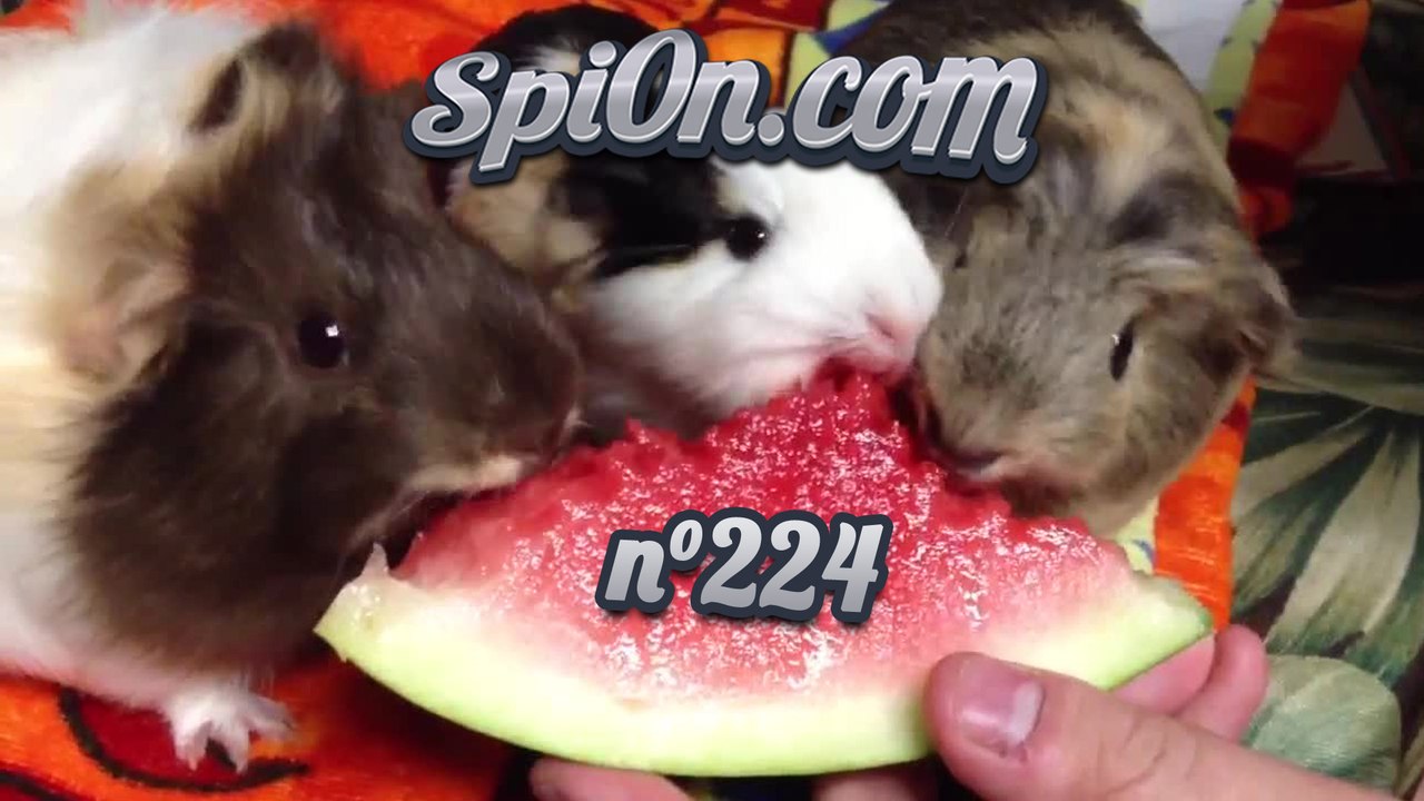 Le Zap de Spi0n n°224 - Zapping du Web