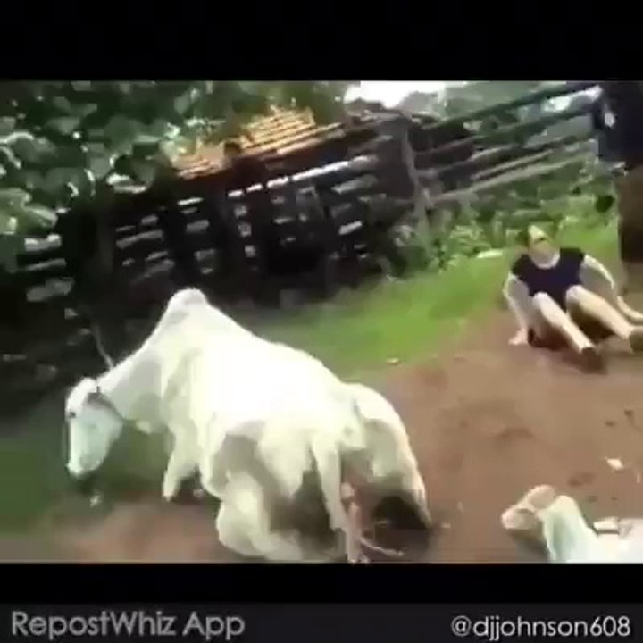 Une vache défonce une femme!!