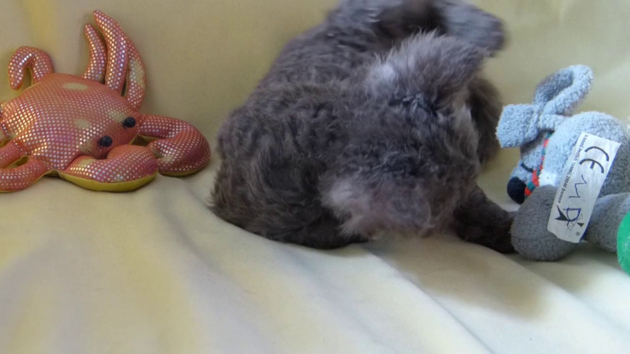 J'serai beau joue :)