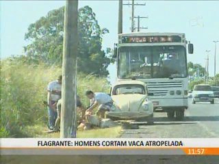 HOMENS APROVEITAM CARNE DE VACA ATROPELADA NA DF 483