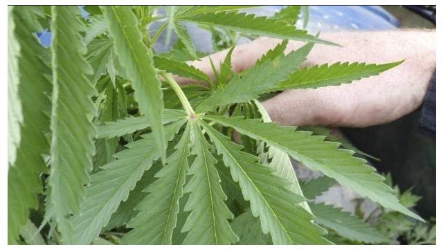 Nueva York legaliza la marihuana para uso médico