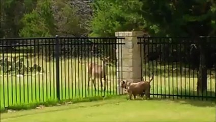 Hund und Reh spielen fangen