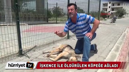 İşkence İle Öldürülen Köpeğe Ağlayan Güzel İnsan