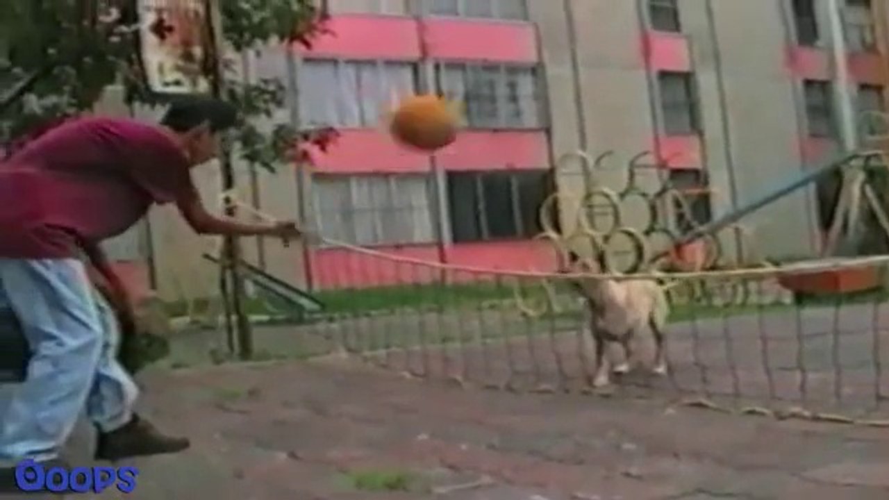 Funny Dogs