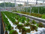 The Fresh Revolution: Urban Ag and Rooftop Aquaponics