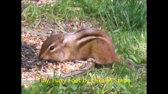 Read for Animals (Anthology to help animals in shelters and hospices) (1)