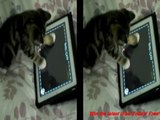 Charlie The Cat - Kitten Playing iPad 2 !!! Game For Cats Cute Funny Clever Pets Bloopers