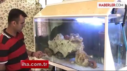 Yiyeceği Balıkları Akvaryumda Yetiştiriyor