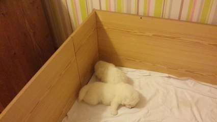 LES PTITS PRINCES DE LA TOUNDRA - 3 SEMAINES