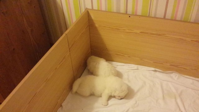 LES PTITS PRINCES DE LA TOUNDRA - 3 SEMAINES