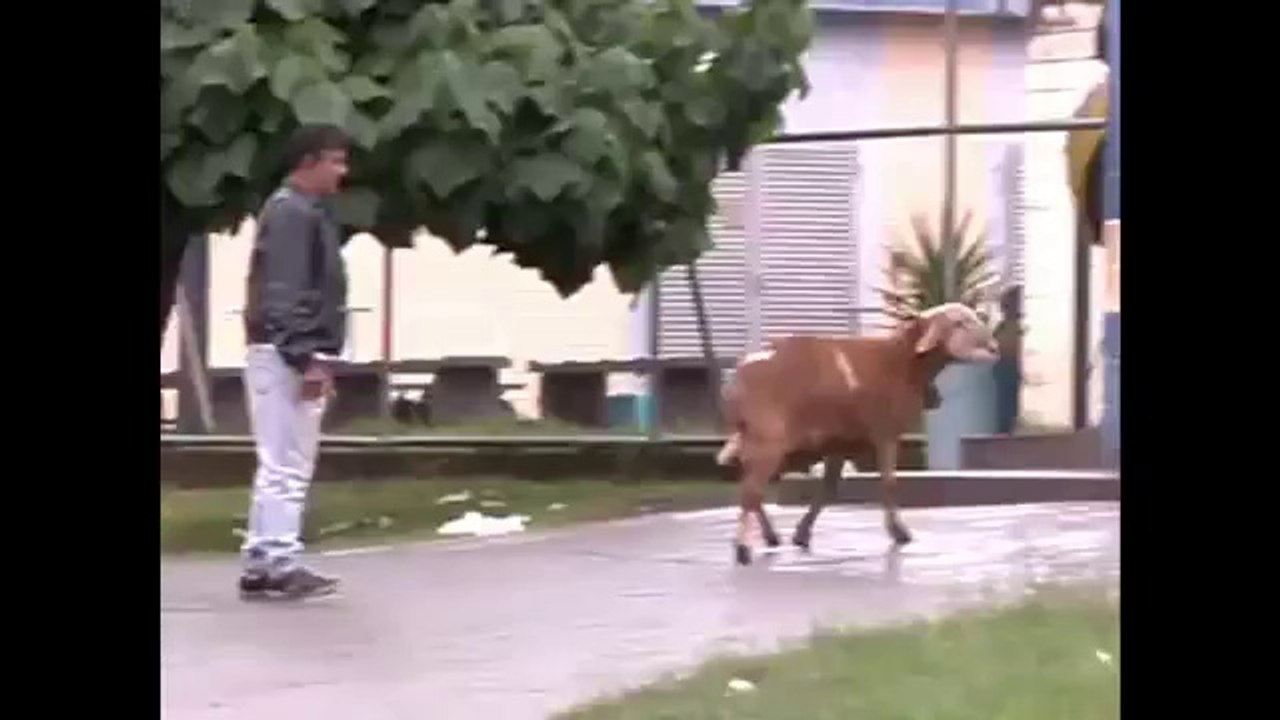 This goat is not happy