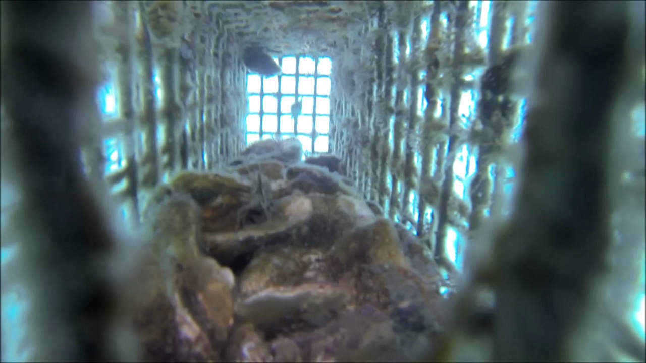 Video sous marine réalisée par les scientifiques du CEFREM au début de la phase 2 du suivi scientifique