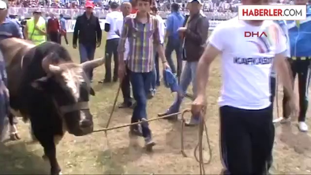 Kafkasör'de Boğalar Kapıştı