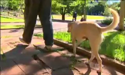 Globo Reporter Cães 5