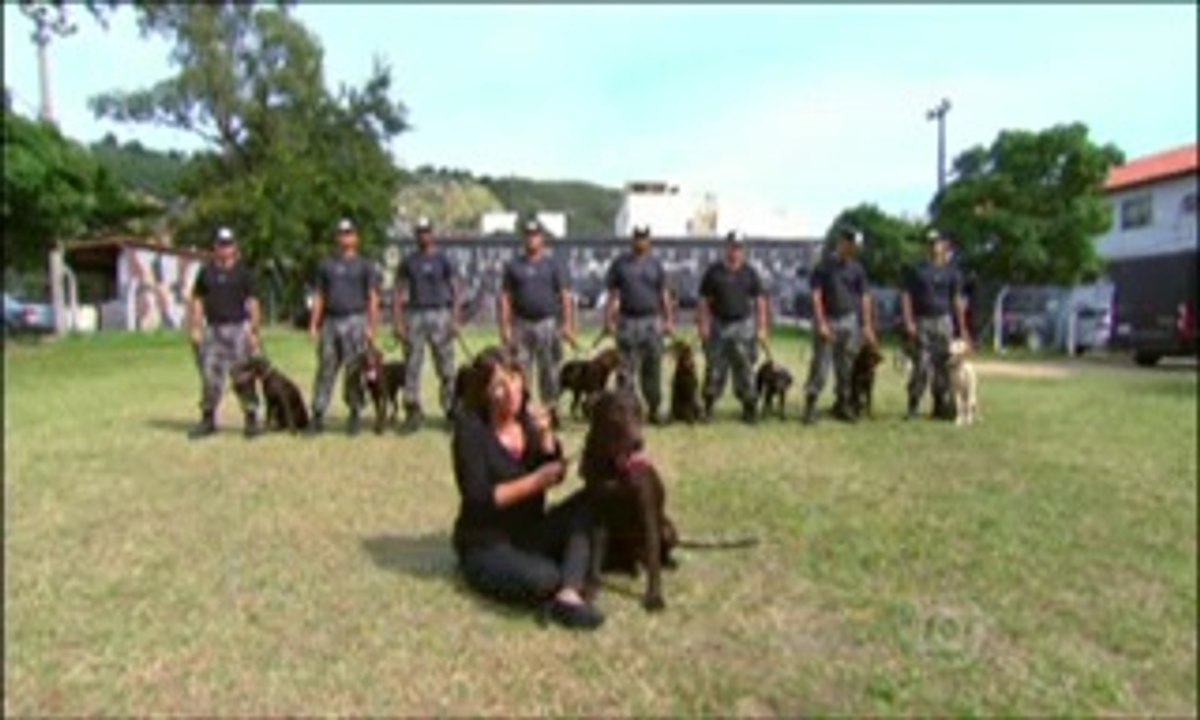 Globo Reporter Cães 8