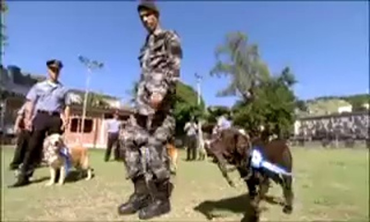 Globo Reporter Cães 9