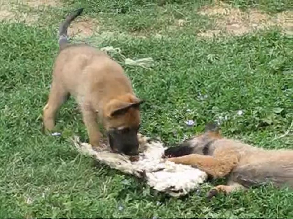 La croix aux chevaux : chiots bergers belges Laekenois 7 semaines