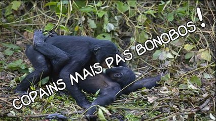 Copains mais, attention... pas Bonobos !