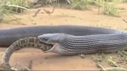 Snake Eats Snake