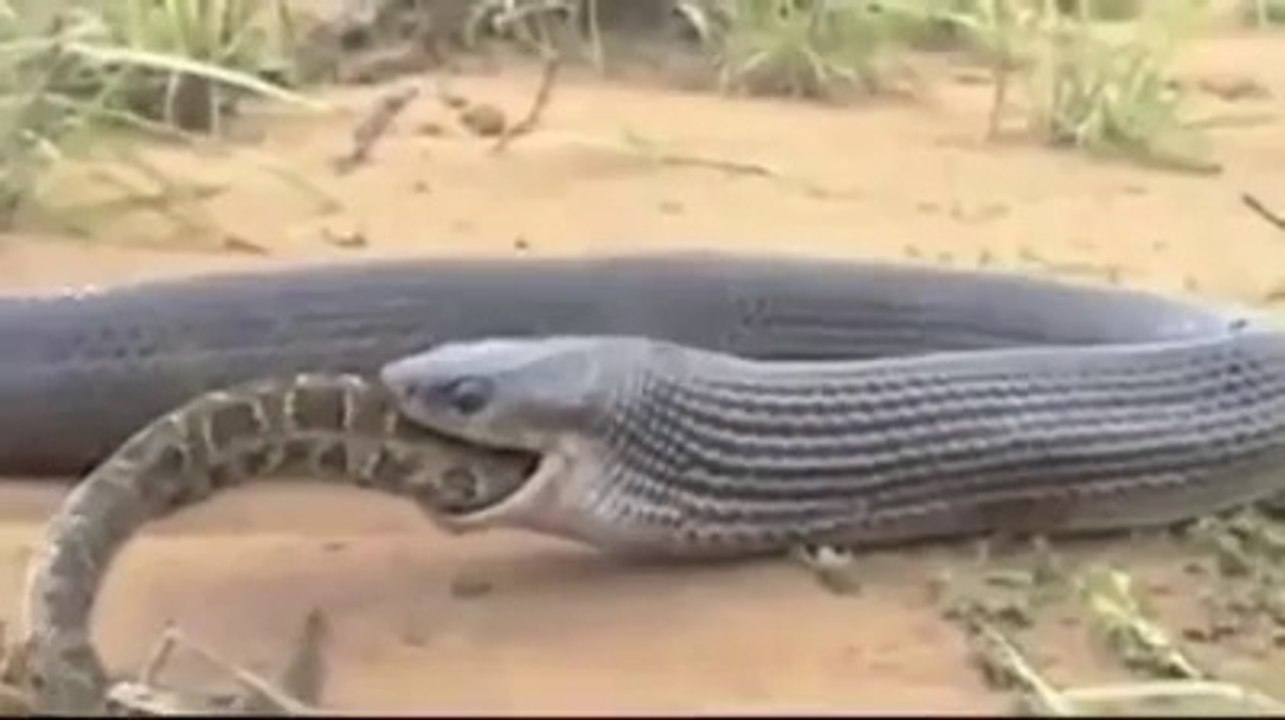 Snake Eats Snake