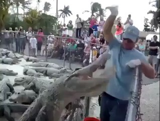 Accident when feeding crocodile