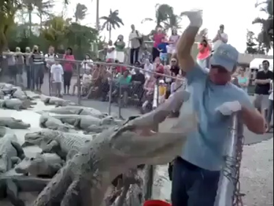 Accident when feeding crocodile