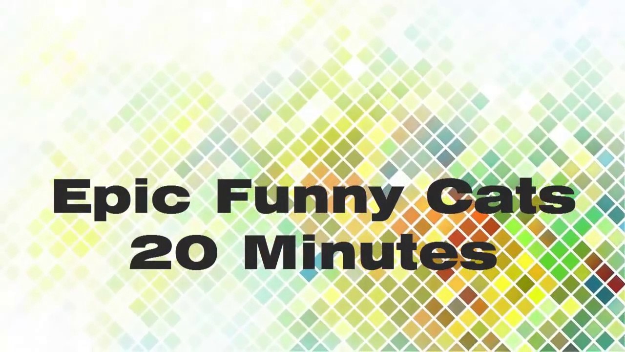 Epic Funny Cats Full Video